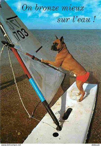 Carte postale animaux - carte,