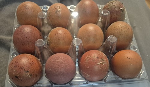 Black copper marans - 12,