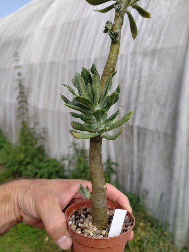 Sedum torrulosum big lovely