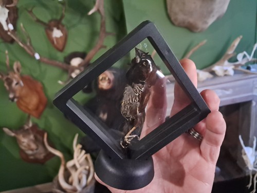 Moineau japon préservé à - moineau,