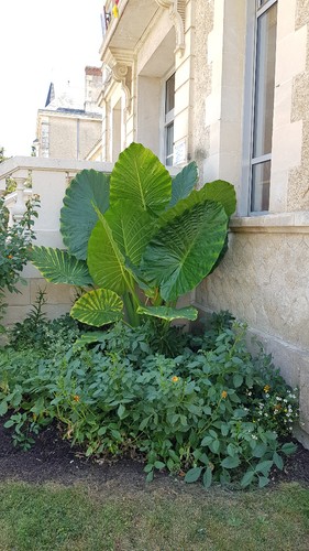 Alocasia macrorrhiza borneo - macrorrhiza, 'borneo