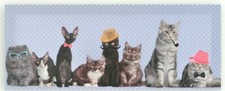 Cadre tableau toile Chat -