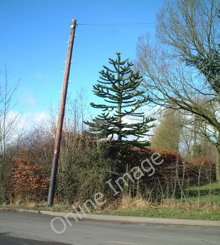 Photo 6x4 rumbush lane - rumbush,