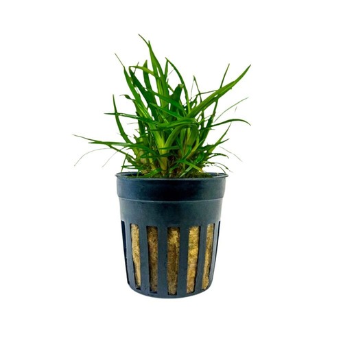 Aquarium plante eriocaulon - plante,