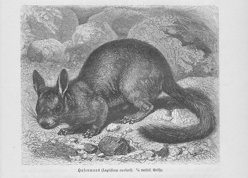Cuvier hasenmaus lagidium - cuvier-hasenmaus,