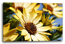 Toile/Cadres Photos de fleurs