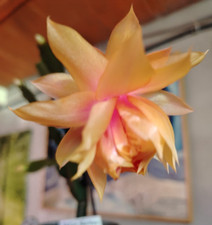 Schlumbergera rare 'Laila