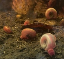 Lot de 12 Escargots aquatiques Planorbe Rose