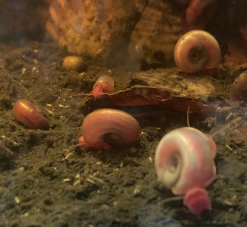 Lot escargots aquatiques - de,