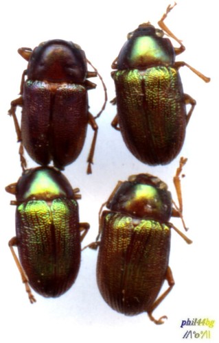 Chrysomelidae eumolpinae 4 - eumolpinae,
