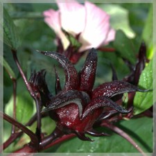 20 graines de Bissap - Grosey péyi (Hibiscus sabdariffa) Récolte 2024
