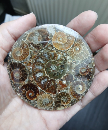 Plateau ammonites de - plateau, en