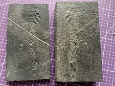 Reptile marin-Fossil
