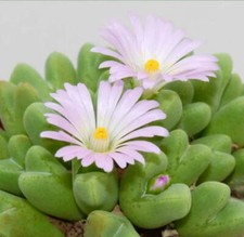 Conophytum blandum - Conophytum blandum