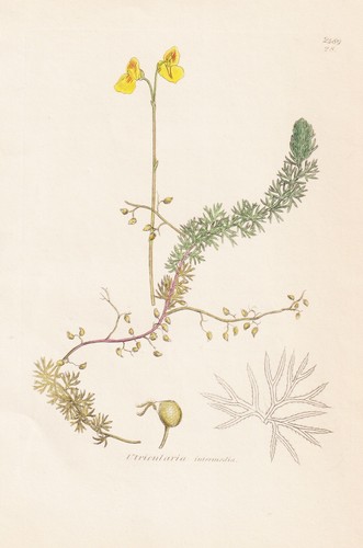 Utricularia intermedia - utricularia,