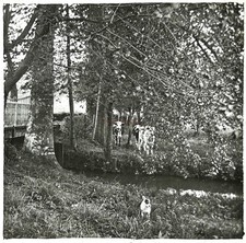 FRANCE Vaches Prairie Arbres
