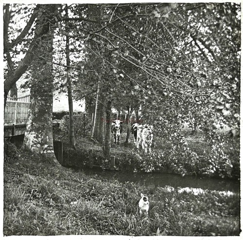 France vaches prairie arbres - vaches,
