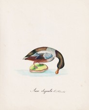 Löffelente Northern Shoveler Canard Aquarelle Dessin 1840