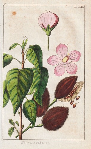 Véritable consoude symphytum - véritable,