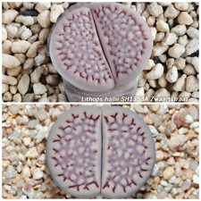 50 graines de Lithops hallii