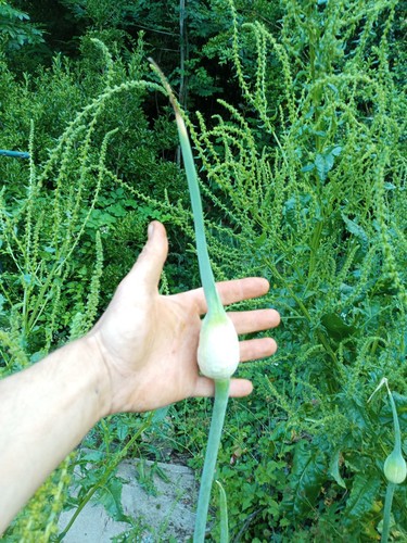 Perennial leek from china 30 - from, /