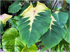 Colocasia aurora princess 1 - aurora,