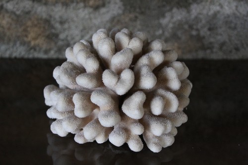 Branche corail blanc ancien - de,