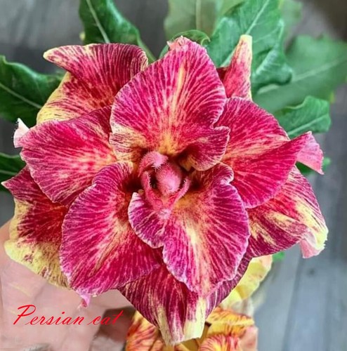 Neuf adenium obesum - !,
