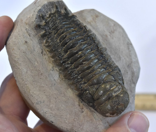 Trilobite fossil - trilobite,
