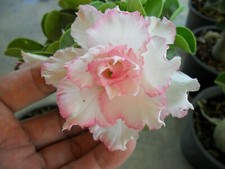 10 graines d'ADENIUM OBESUM
