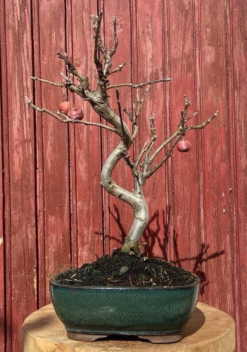 Bonsaï pommier malus - bonsaÏ,