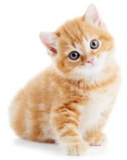 Autocollant sticker voiture