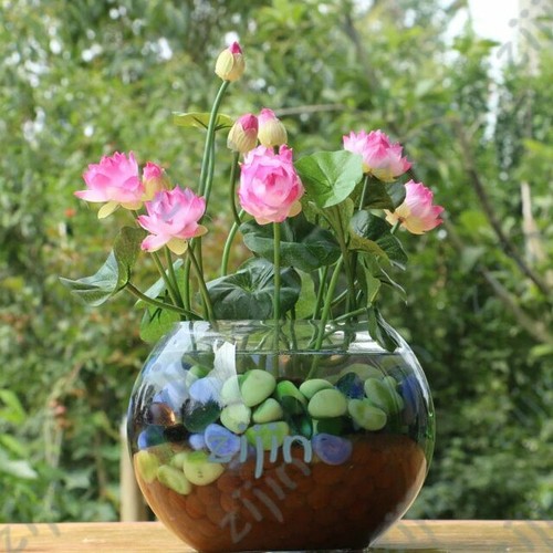 Graines fleurs lotus - de,