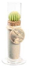Bougie Vase Avec Cactus Et