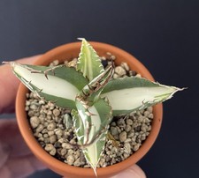 Agave Titanota "Mediopicta Alba" Compact. Cactus Caudex Succulente Plante 4/5Cm7