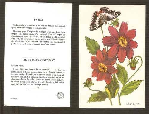 Calvet rogniat carte - carte, bon