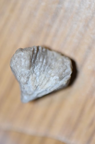 Brachiopode rhynchonella - brachiopode,