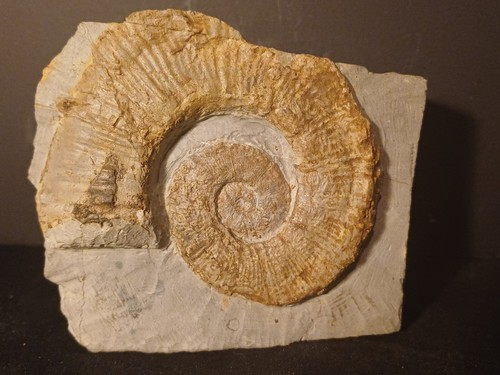 Ammonite crioceratites - ammonite,