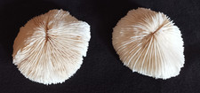 Lot  Corail Blanc Fungia