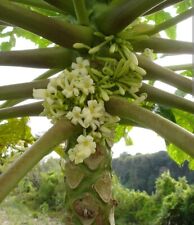 Racine De Papaye Mâle Séché