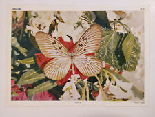 Carte photo PAPILLON HESTIA  20 x 14 cm  