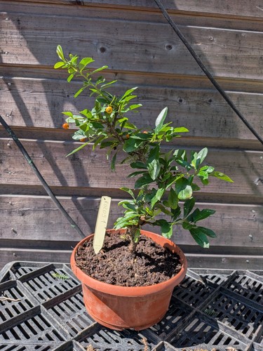 Bonsaï pyracantha - bonsaï,