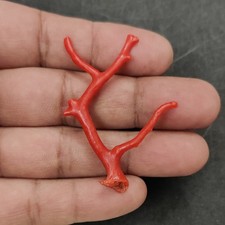 Branche de corail rouge