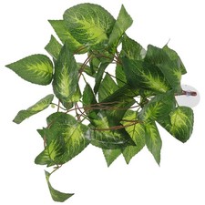  Reptile Terrarium Plant