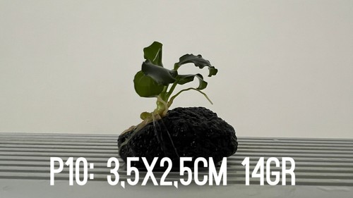 Plante aquarium anubias - 1,