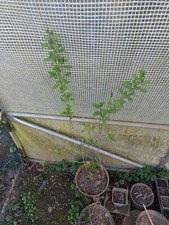 Plant de Baie de Goji bio ... comestible bio 