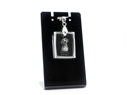 Basset fauve bretagne - basset,