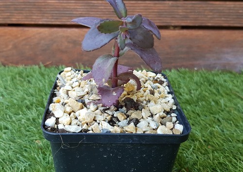 Sedum chocolate cherry - sedum, cherry"