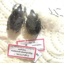 HYPSLOGENIA geatrupina ssp. namaqua PARATYPE pair A 1 (-)