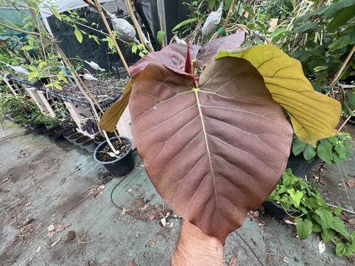 Ficus auriculata - ficus,